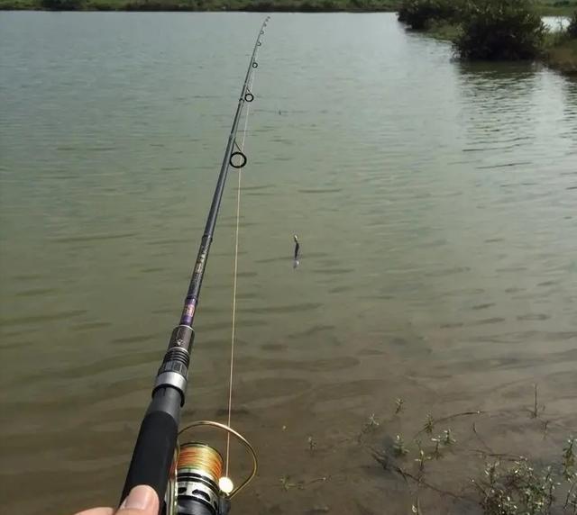 老虎|90斤的米级水老虎！湖南一男子垂钓的高光时刻，遛鱼就花了一小时