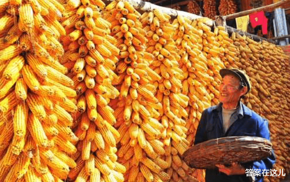10000年以前的玉米,还只是一棵平凡的野生杂草,它经历了什么?
