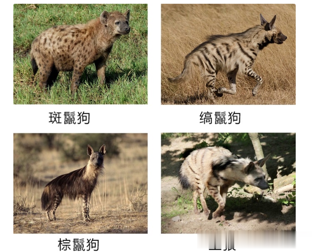 鬣狗非狗也不属于猫科,亲缘关系更接近灵猫科,趋同进化成犬型