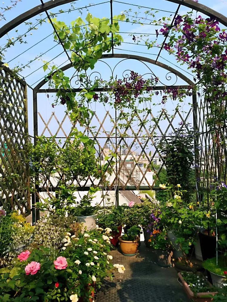 家里有个阳台只用来晾衣服?学会这三步打造属于你的花园