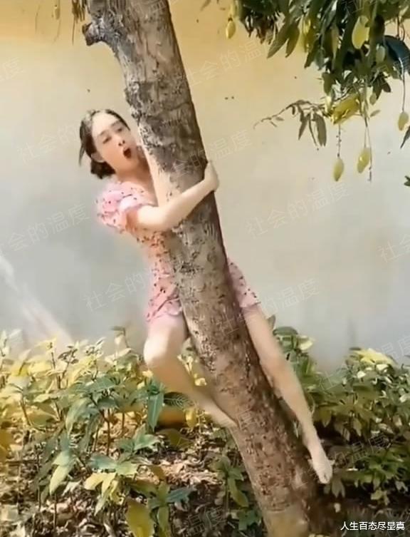 广东一女子爬树摘芒果,卡在树上进退两难,网友:痛并快乐着