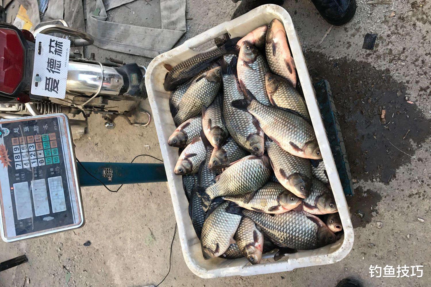 |冬季钓鱼要用腥饵，不同鱼类喜欢不同的腥味，鲫鲤青喜欢的腥味