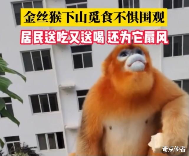 陕西金丝猴下山觅食,村民送吃送喝给扇风,为何专家说不是好事?