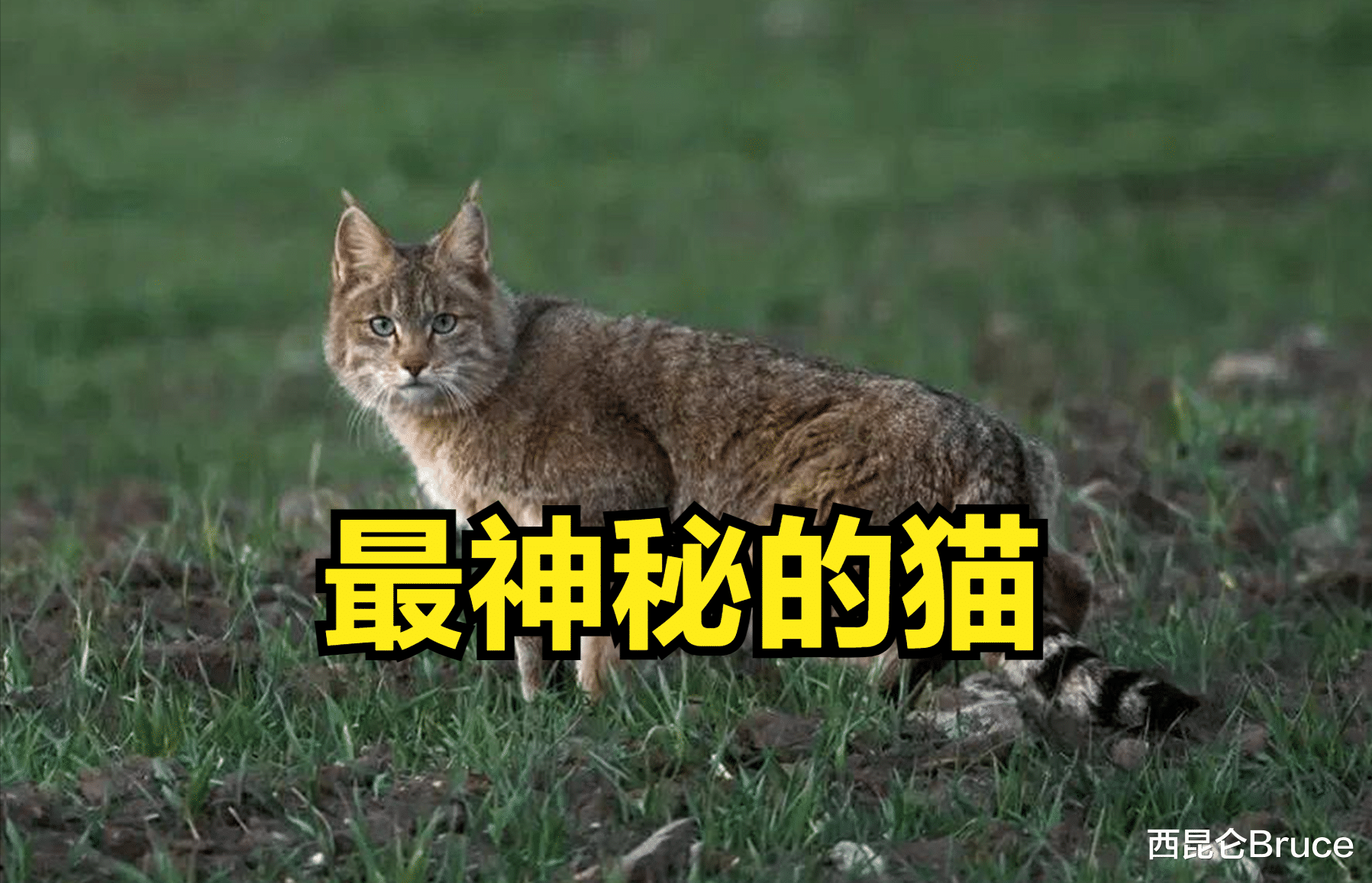 荒漠猫又出现了!祁连山发现我国最神秘的野猫,可用计谋进行捕食