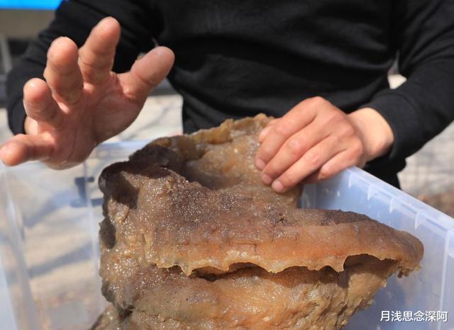有哪些违背生命规律的生物?跳出三界外的“太岁”,你听说过吗?