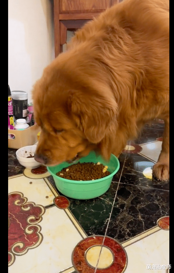 金毛挑食不吃饭，姥爷把狗粮端到厨房一顿假操作，它吃得比谁都香