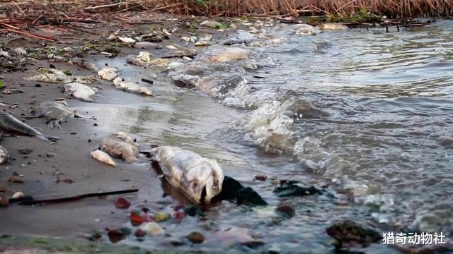 |“死鱼正口，收竿就走”有没有科学依据？