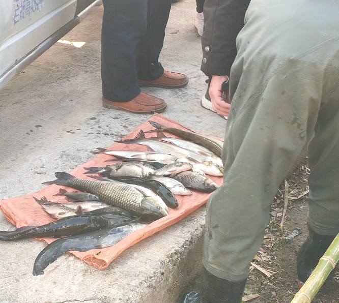 |老婆菜市场买鱼,“野生鲫鱼”18一斤,看了图,才知道套路有多深