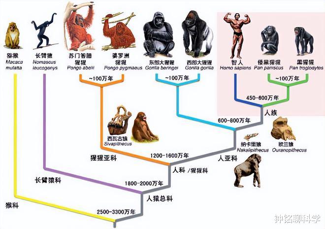 生殖隔离失效了吗?科学家培育出龙眼+荔枝的后代,有多罕见?