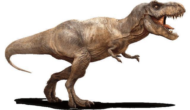 为什么很少见到肉食中型恐龙的化石？