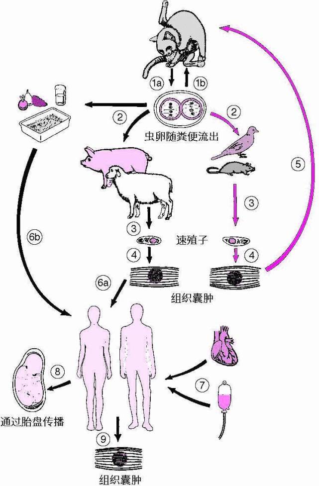寄生虫界的“一哥”,所有温血动物都不放过,超20亿人已被感染