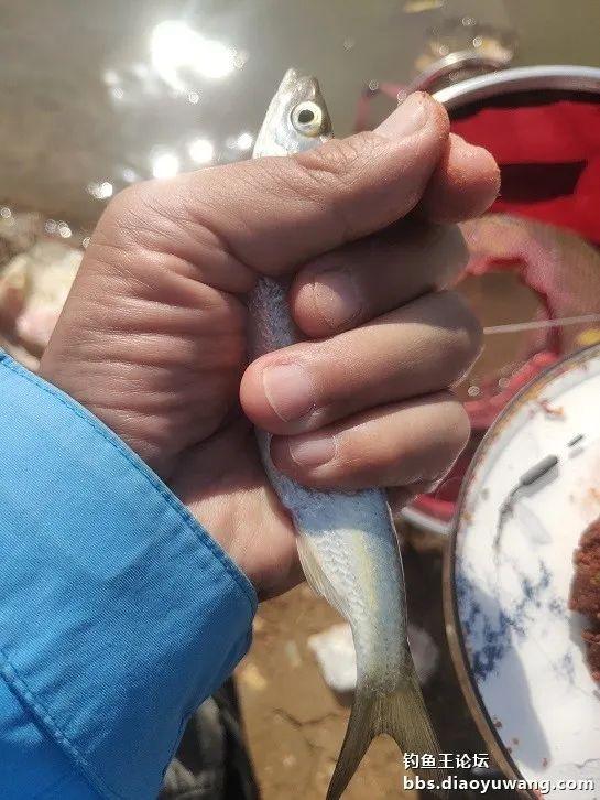 鳑鲏|也只有这样的一种静