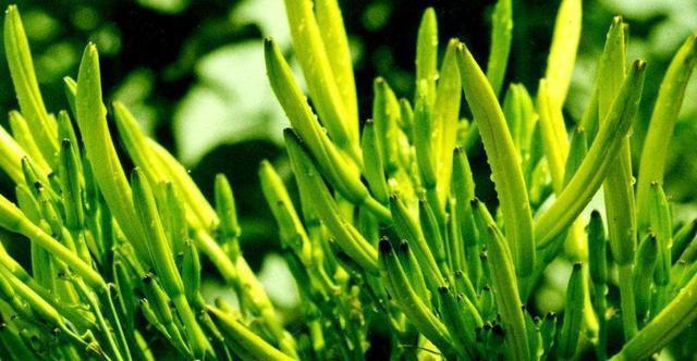 痛风|都说吃黄花菜，可以帮助身体“排酸”，那痛风患者吃完有好处吗？