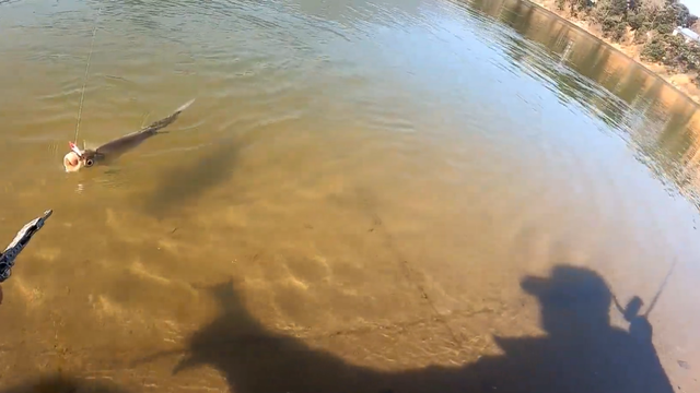 四川省|“吃货”能解决吗?四川“外来鱼”入侵,疯狂繁殖暴增100多吨!