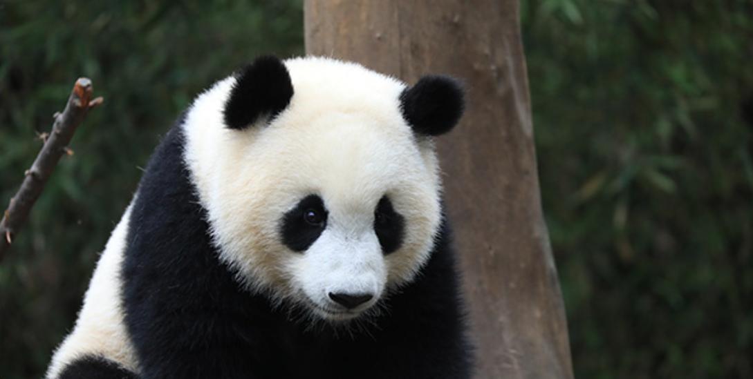 狮子和老虎,为何不吃大熊猫呢?是因为打不过吗?