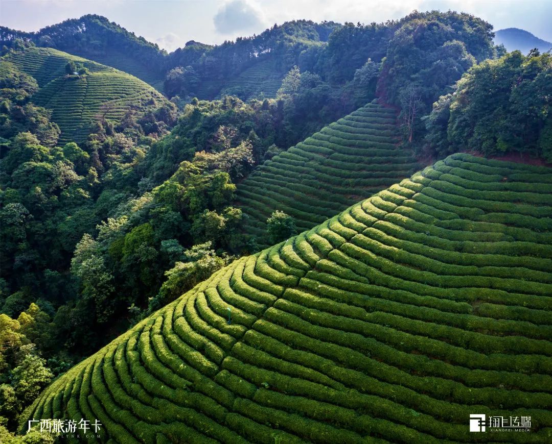 |别只迷恋黄姚哥，贺州这个“茶园梯田”也美若仙境| 广西旅游年卡
