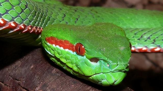 蝮蛇，分布最广，伤人最多的毒蛇家族，你确定不了解一下它们吗？