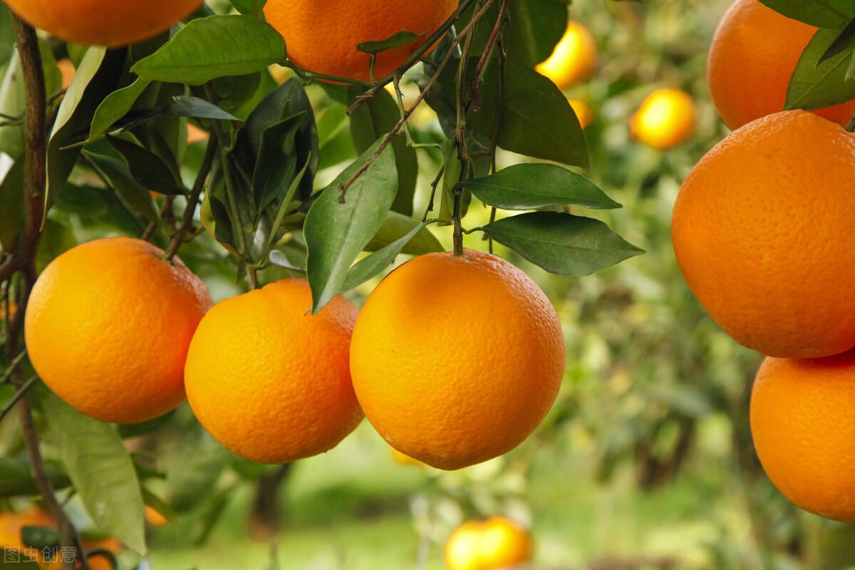 荷花|郭进拴|故乡的抱玉河