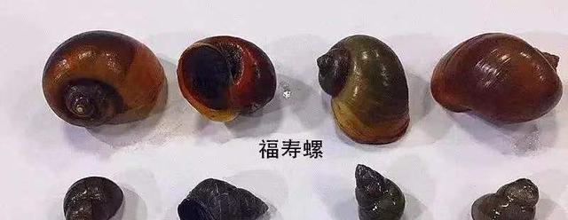 某地出现“粉色桑葚”,看似梦幻貌美,但实则有6000条寄生虫