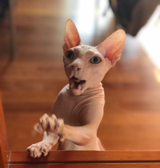 霍思燕|“京圈大小姐”霍思燕：出门乘坐私人飞机，一只宠物狗价值600万