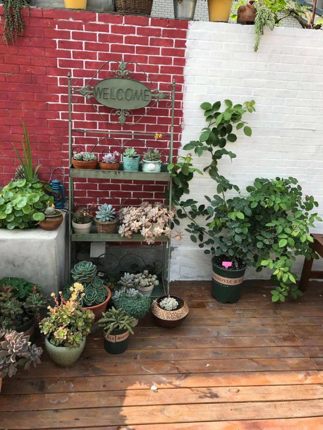 买了栋，复式双露台房，历时4年改造成露台花园，太好看了