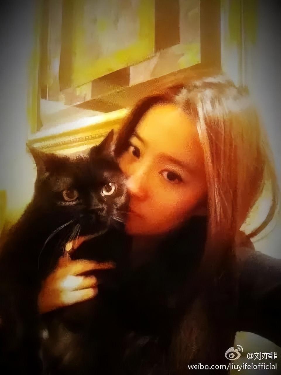 刘亦菲|神仙姐姐刘亦菲捡了11年流浪猫,如今她的千万豪宅里养了50只猫