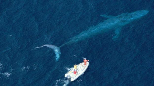 蓝鲸这么大，如果被路过的虎鲸咬下一块肉，它会感觉到吗？