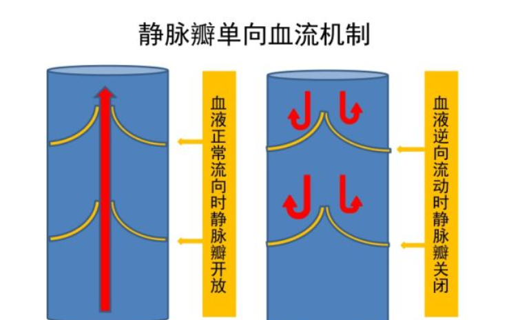 蝙蝠为什么要倒挂着睡觉？脑袋不会充血吗？不怕睡着了掉下来吗？