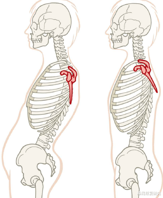 经络|【筋膜线与经络】上肢前向筋膜线与手太阴肺经
