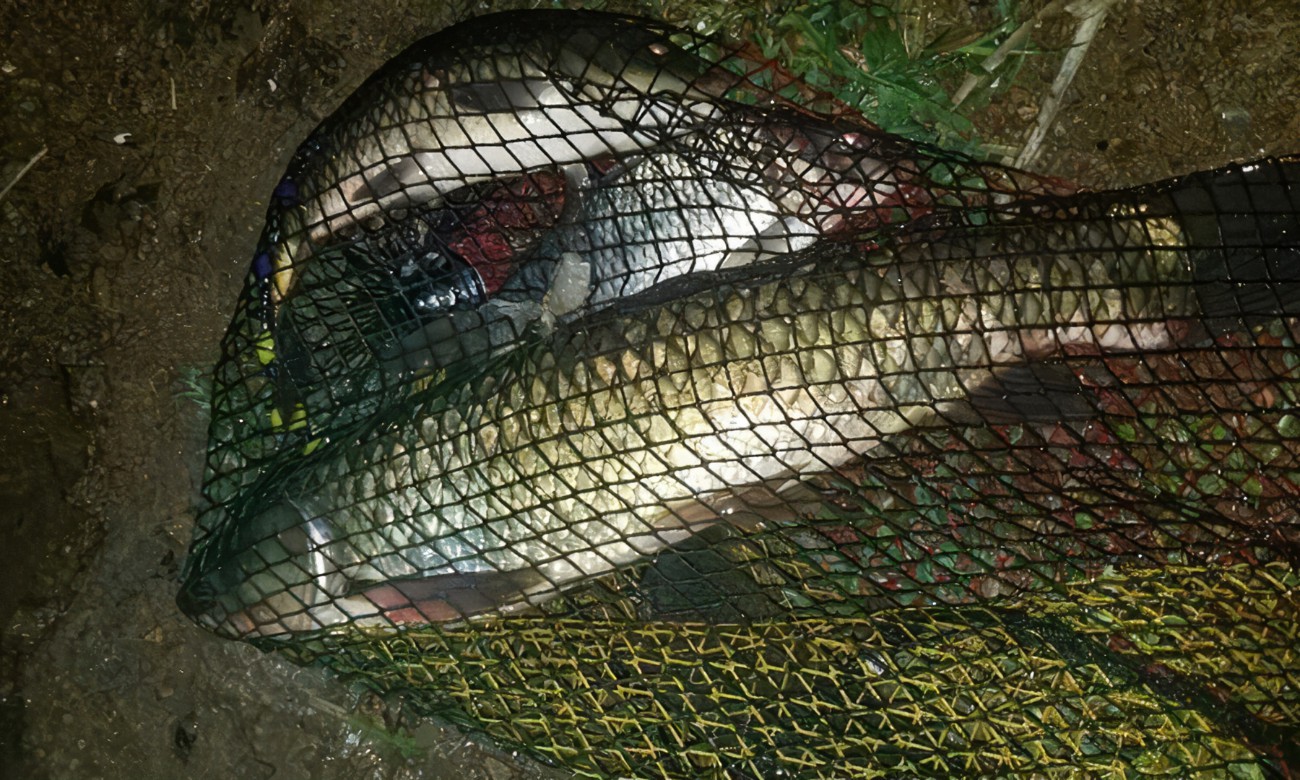 |渔乐杂谈：夏季钓鱼用饵技巧篇（1）