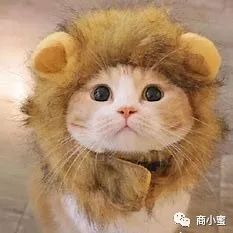 莫瑞娜·巴卡琳 宠物运营规划——别人家的运营