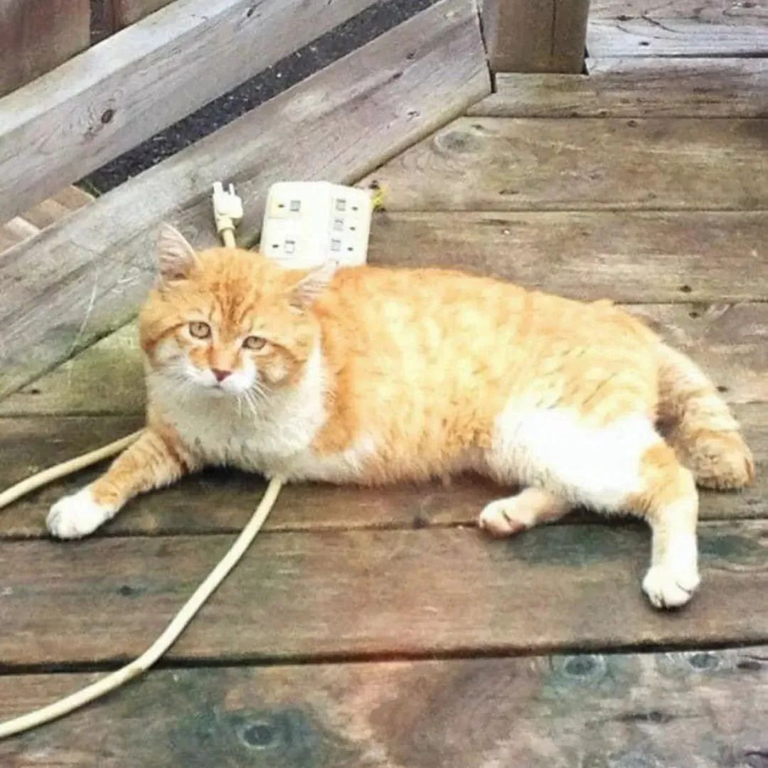 喂养人离世后，3脚流浪猫突然消失，结局让人泪目！