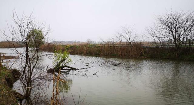 |惊蛰后钓鱼,认准这4种“浅水”地形,都是大板鲫的藏身之处