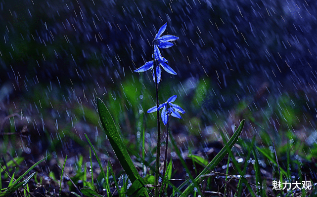 玩转庭院，低成本，高颜值，学会这几招你也可以