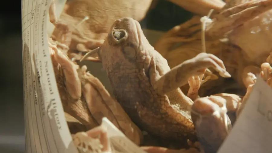 关于美国菲尔德自然历史博物湿法保存的稀有标本，你了解多少呢？