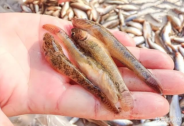 草鱼|让钓鱼人憎恶的“趴地虎”，为何卖到60多元一斤？它有什么价值？