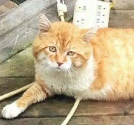 喂养人离世后，3脚流浪猫突然消失，结局让人泪目！
