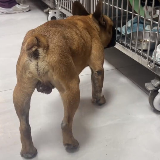 小哥花200从皮具店救下的法国斗牛犬，救下它后，才发现它不仅瘦还得了病