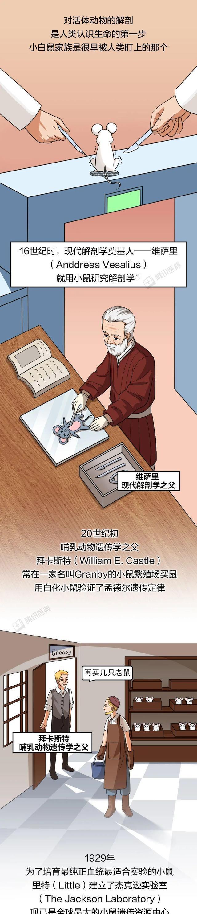 “人人喊打”的老鼠,为人类医疗做出的贡献不可估量!漫画科普