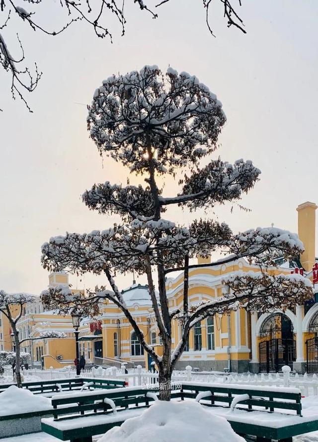 雪容融|下雪了，满街都是“雪容融”｜冰城人已经在冰场、雪地撒欢儿了