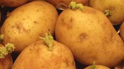 银耳|“索命杀手”——米酵菌酸