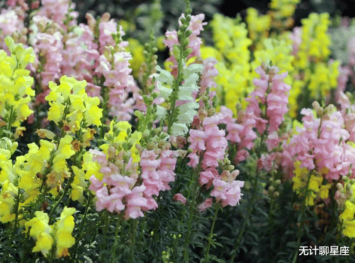 星座性格|5天后，4个星座，做事果断，执行力强，有气质有气场，适合当老板