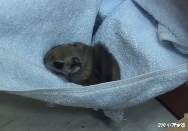 办公室|天花板上接二连三掉下飞鼠,大家拆下吊顶一看:原来在墙缝做窝了