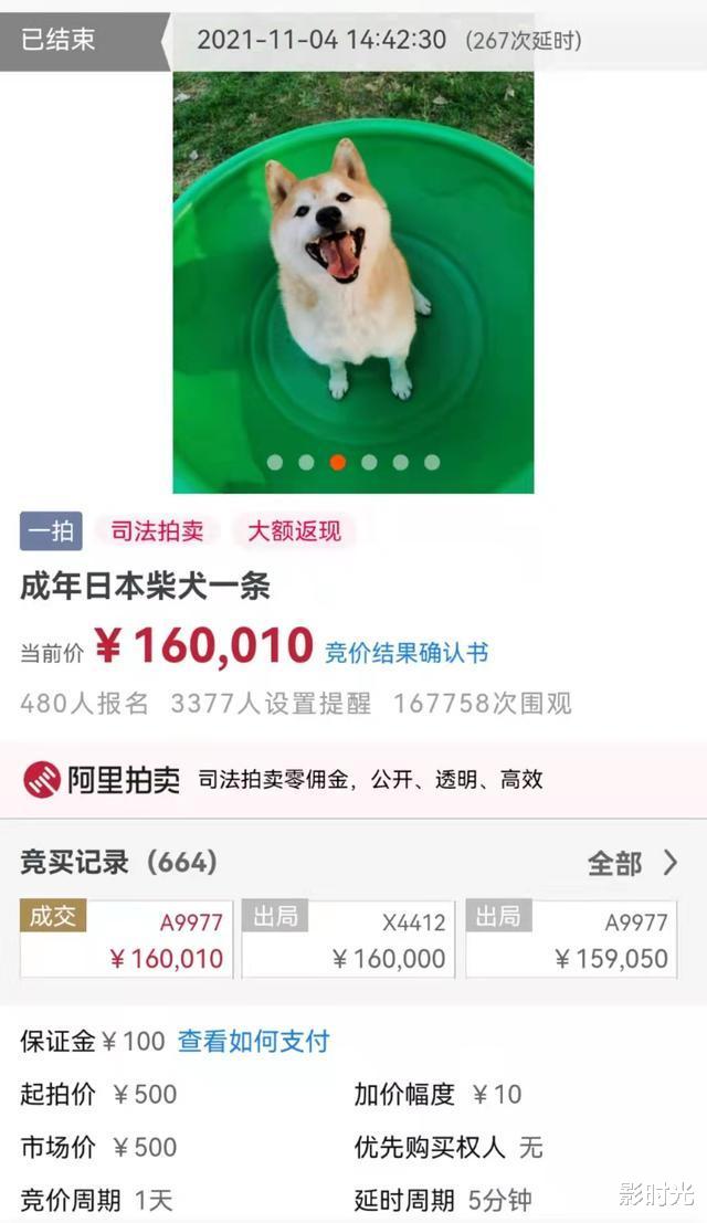 10万人围观!男子欠债未还,12只猫被法拍替主人还债,一只猫拍价竟连翻近三倍!