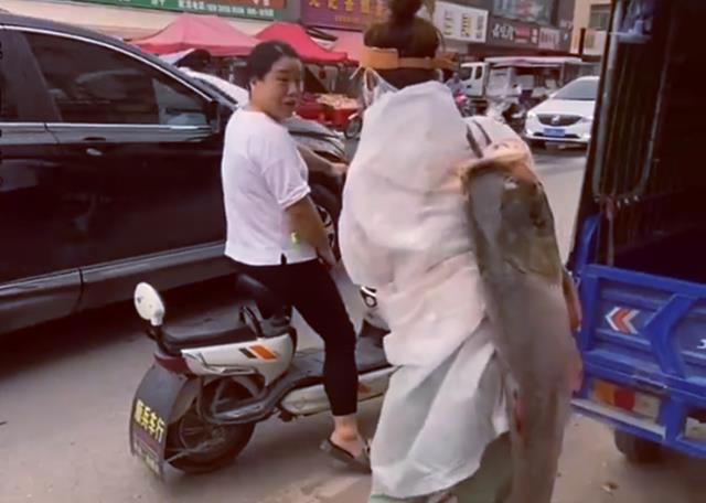 徒步|女钓友收获30斤胖头鱼，扛着它徒步10公里回家，原因让人哭笑不得