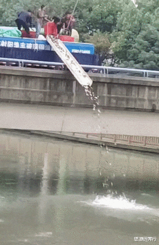 河豚|河道有人放生一车鲫鱼,钓鱼人上演抢鱼大战,鱼护都装不下了