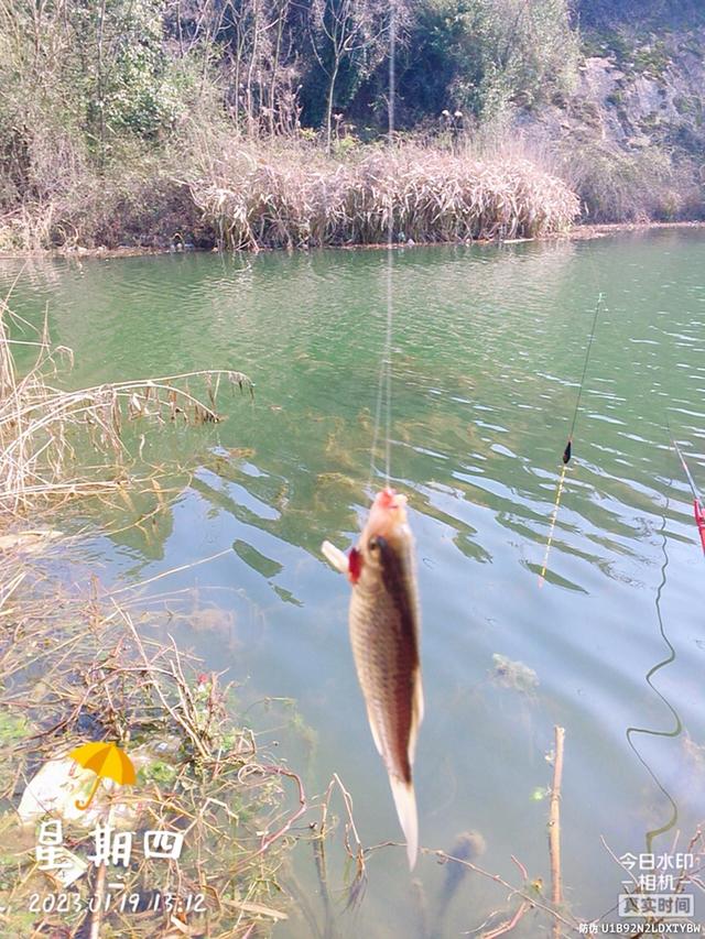 |做钓南山潭,久违的小板鲫连竿。