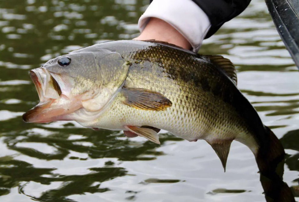 成都|美国黑鲈已“入侵”成都，有人一天钓几十条，高密度会形成种群么