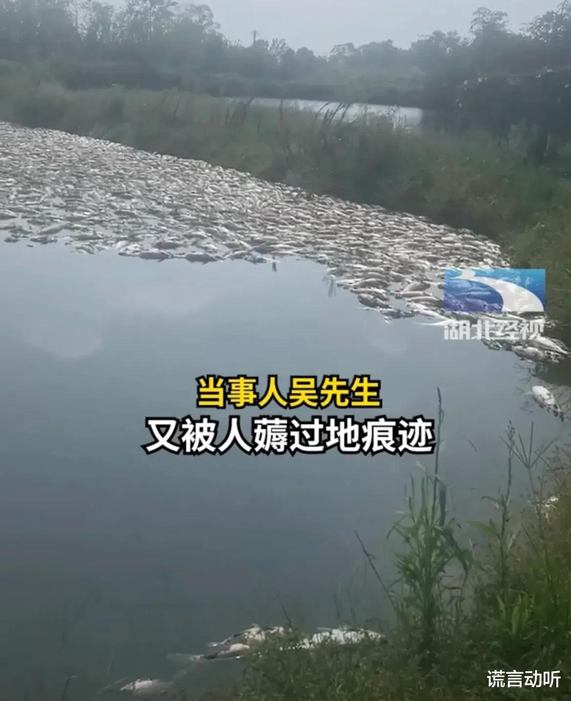“为什么呀?把2万斤鱼全都毒死了!”