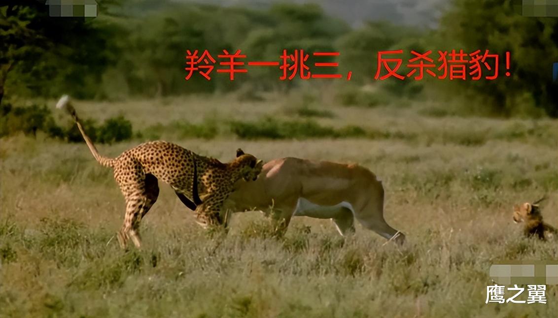 活久见,这是羚羊一挑三捕杀猎豹的真实场景,动物界太疯狂了!